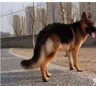 很多人养的德国牧羊犬都是串串，纯种的有5个最大的特点，你的狗