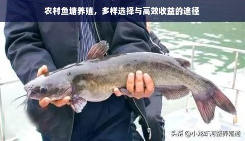 农村鱼塘养殖，多样选择与高效收益的途径