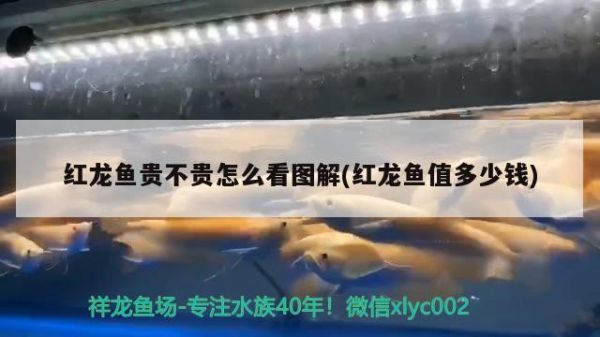 自制鱼缸清理器教程(自制鱼缸清理器教程图解) 龙鱼百科