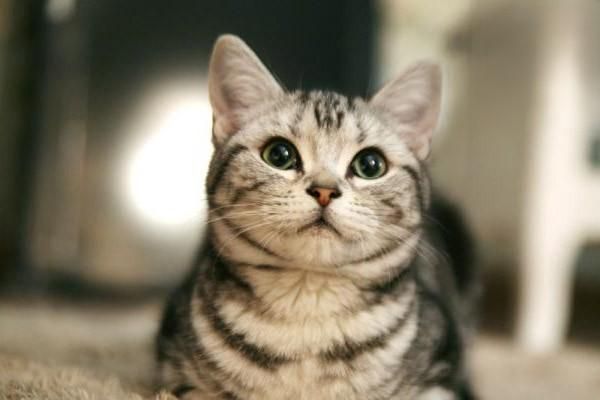 猫咪生病如何判断