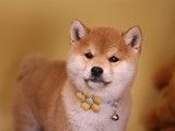武汉优质宠物犬舍基地 柴犬幼犬多少钱一只 可视频挑选 全国发货 随时上门看狗