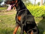 哪里有卖边境牧羊犬-武汉犬舍基地 欢迎现场挑选狗狗