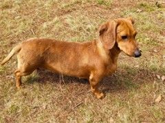 武汉纯种拉布拉多犬舍专业犬舍 价格合理
