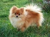 江汉犬舍直销各种名犬犬 纯种健康 可视频挑选
