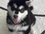 柯基犬幼犬出售 武汉宠物养殖基地 出售大中小型宠物犬 品种齐全