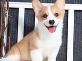 武汉CKU认证犬舍直销 出售柯基宠物幼犬 可视频挑选 全国发货 随时上门看狗