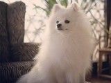 武汉本地犬舍出售泰迪专业犬舍 价格合理