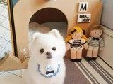 新洲宠物养殖基地 出售宠物幼犬