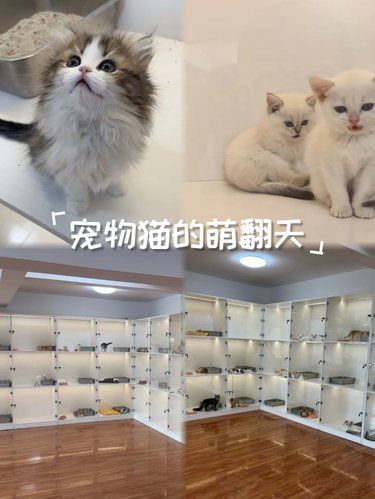 好萌的小毛孩