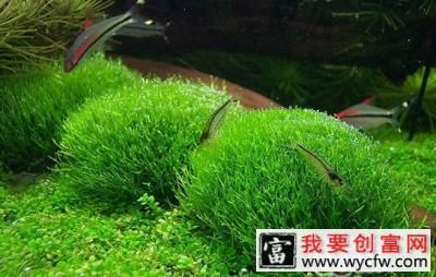 水草<a href=https://www.wycfw.com/zhongzhi/ target=_blank class=infotextkey>种植</a>前的修剪方法