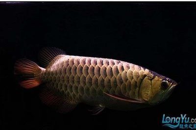繁殖什么观赏鱼最好赚钱（观赏鱼养殖技术详解） 水族周边