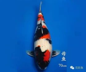 锦鲤养殖中常用的药物及其使用方法