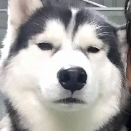 狗毛过敏还想养狗怎么办？盘点10种不同类型的人适合养的狗狗？