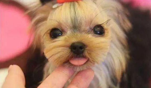 狗毛过敏还想养狗怎么办？盘点10种不同类型的人适合养的狗狗？
