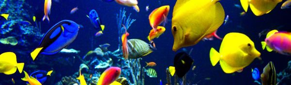 水族品种