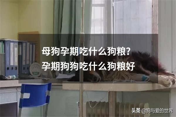 母狗孕期吃什么狗粮？孕期狗狗吃什么狗粮好