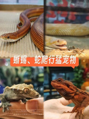 小手一抖，萌宠出笼