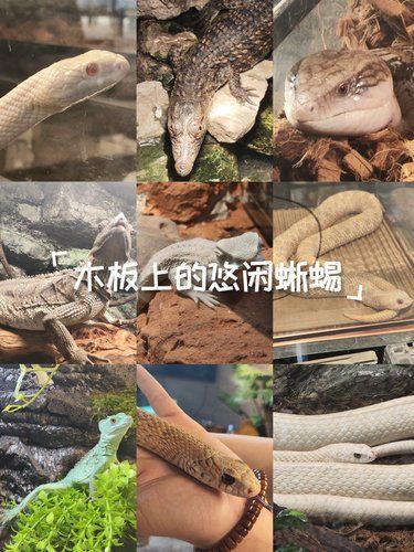 可免费观赏❗可以随便摸蛇和蜥蜴的爬宠馆❗