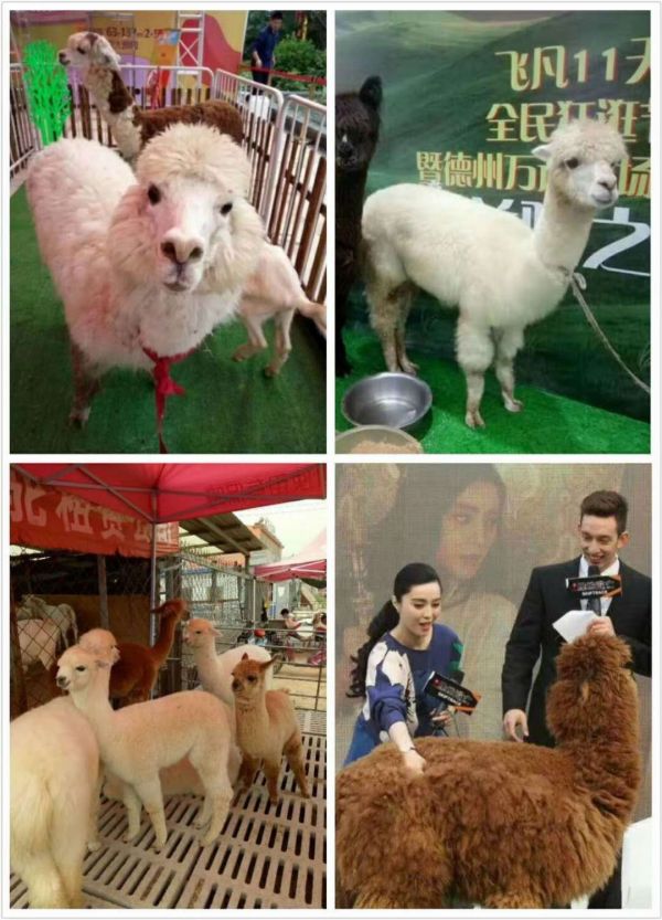 萌宠乐园宠物貂，一种独特的宠物选择