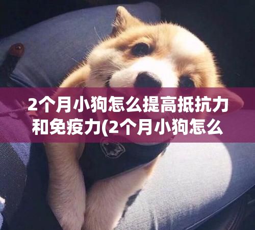 2个月小狗怎么提高抵抗力和免疫力(2个月小狗怎么提高抵抗力和免疫力和抵抗力)