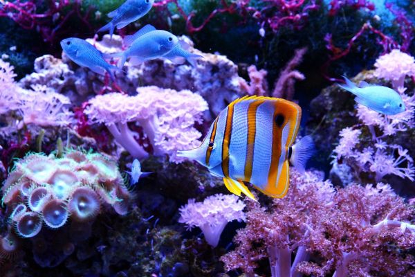 天津哪里有水族馆?（天津哪里有水族馆）
