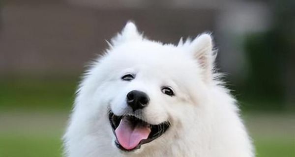 如何训练个性不好的宠物狗（从习惯培养到心理疏导）