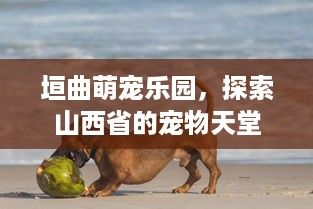 垣曲萌宠乐园，探索山西省的宠物天堂