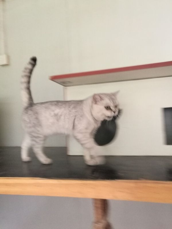 牡丹园家庭式狗狗猫猫养老 护理 托管全室内地暖陪伴可接送