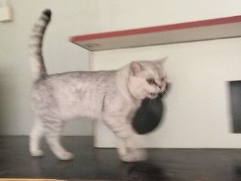 牡丹园家庭式狗狗猫猫养老 护理 托管全室内地暖陪伴可接送