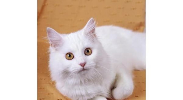 小猫眼红鼻子，宠物养护秘籍（从营养到保健）