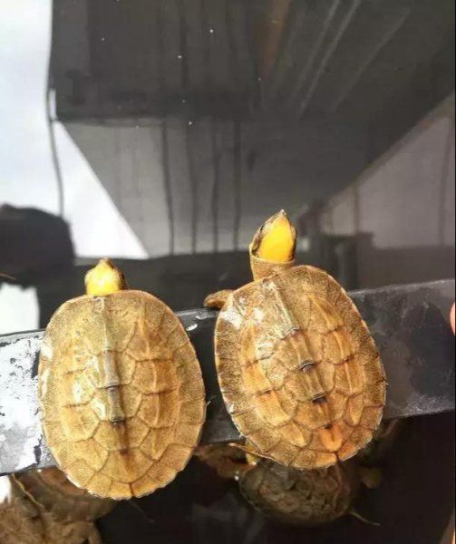 观赏龟的种类有哪些