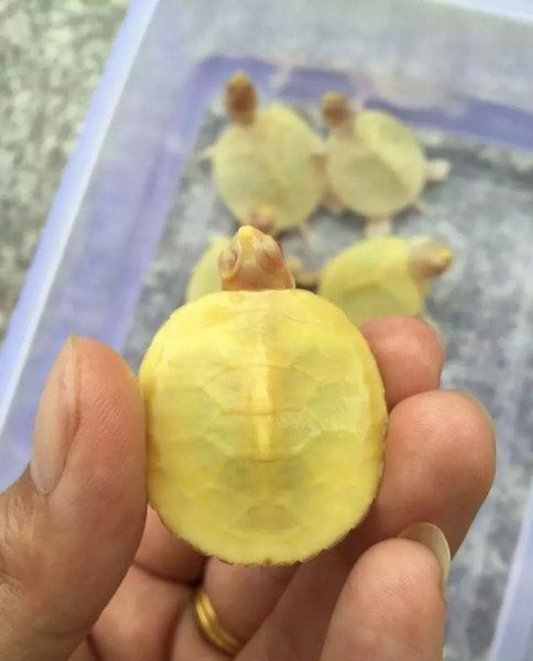 观赏龟的种类有哪些