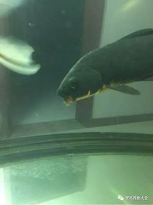 宠物鱼食指南:哪些小型鱼类适合您的爱宠?