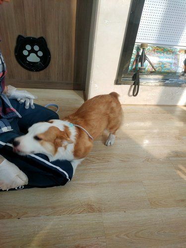 毛里求斯狗狗寄托