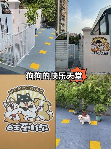 给狗狗找了个日托，终于可以放心去旅游了