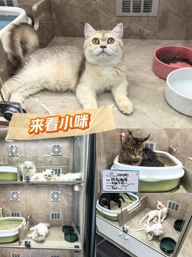 猫咪领养