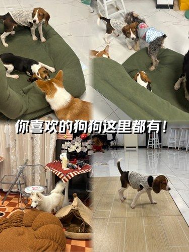 花式撸狗