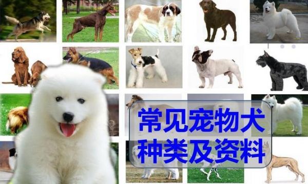 宠物健康（以草本营养为基础）