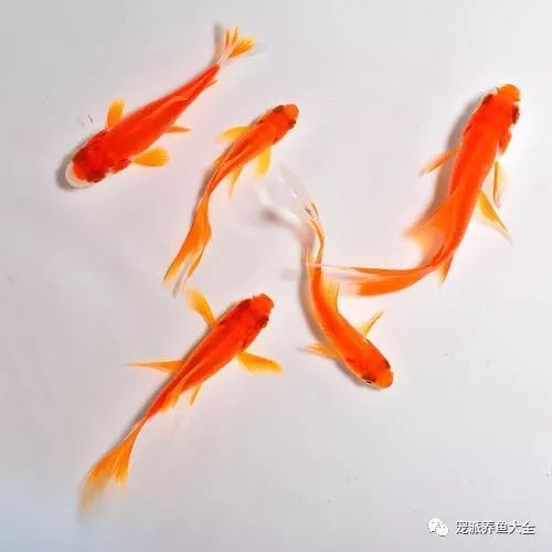 新手必看：鱼缸初养指南：最适合你的观赏鱼种