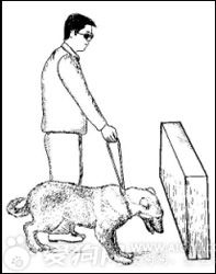 导盲犬是怎么训练出来的（导盲犬适合犬种训练方法步骤）