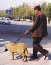 导盲犬是怎么训练出来的（导盲犬适合犬种训练方法步骤）