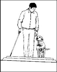 导盲犬是怎么训练出来的（导盲犬适合犬种训练方法步骤）