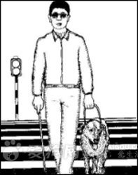 导盲犬是怎么训练出来的（导盲犬适合犬种训练方法步骤）