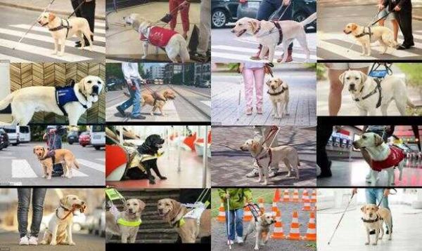 导盲犬的品种