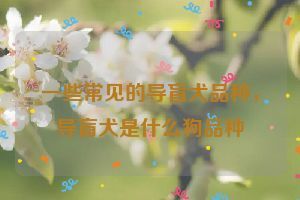 一些常见的导盲犬品种，导盲犬是什么狗品种