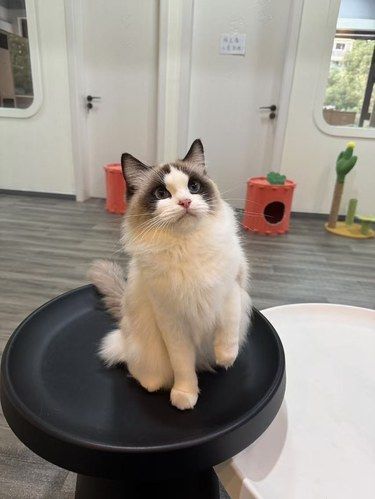 猫咪快乐时光记