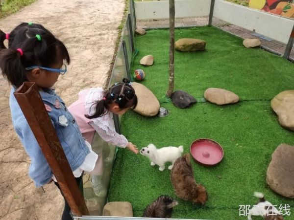 萌宠乐园，与爱宠共享喂草料的温馨时光