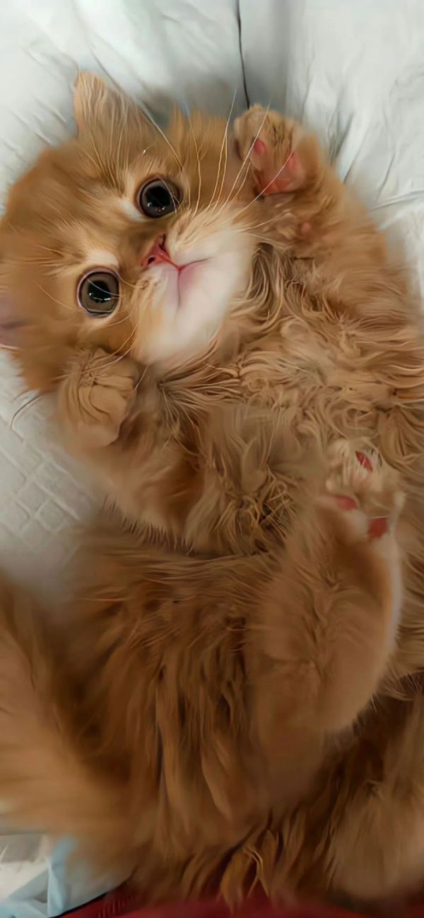 【流行壁纸动物9张】宠物猫咪壁纸可爱图片