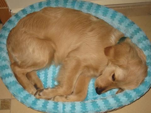 金毛犬
