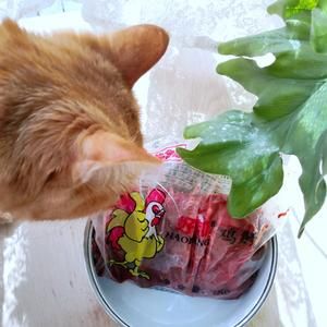 给猫咪做顿饭，真得很简单的做法 步骤6